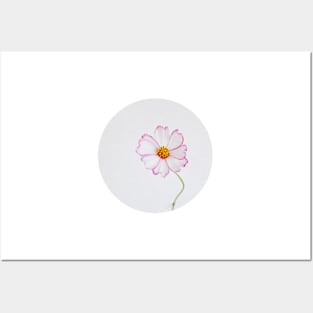 Cosmos Flower I Posters and Art